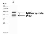 Cyclophilin 40 Antibody in Immunoprecipitation (IP)