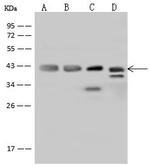 Cyclophilin 40 Antibody in Western Blot (WB)