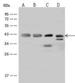 Cyclophilin 40 Antibody in Western Blot (WB)