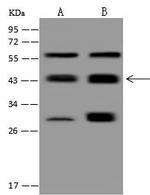 PPM1A Antibody in Western Blot (WB)