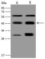 PPM1A Antibody in Western Blot (WB)