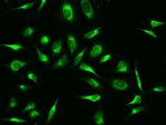 PRDX4 Antibody in Immunocytochemistry (ICC/IF)