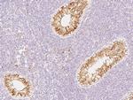 PRDX4 Antibody in Immunohistochemistry (Paraffin) (IHC (P))