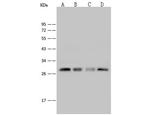 PRDX4 Antibody in Western Blot (WB)