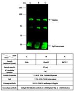 PRKD2 Antibody in Immunoprecipitation (IP)