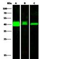 PRMT6 Antibody in Western Blot (WB)