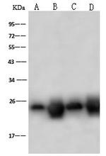 PSMB8 Antibody in Western Blot (WB)