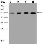 PSMC4 Antibody in Western Blot (WB)