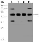 PSMC5 Antibody in Western Blot (WB)