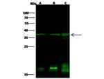 PTF1A Antibody in Western Blot (WB)