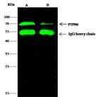 SHP-1 Antibody in Immunoprecipitation (IP)