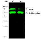 SHP-1 Antibody in Immunoprecipitation (IP)