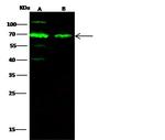 SHP-1 Antibody in Western Blot (WB)