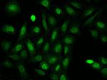 RANGRF Antibody in Immunocytochemistry (ICC/IF)