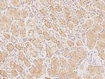 RANGRF Antibody in Immunohistochemistry (Paraffin) (IHC (P))