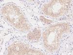 RANGRF Antibody in Immunohistochemistry (Paraffin) (IHC (P))