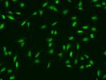 MINA53 Antibody in Immunocytochemistry (ICC/IF)