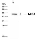 MINA53 Antibody in Immunoprecipitation (IP)