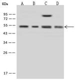 MINA53 Antibody in Western Blot (WB)