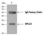 RPL13 Antibody in Immunoprecipitation (IP)