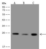 RPL13 Antibody in Western Blot (WB)