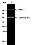 SEMA4A Antibody in Immunoprecipitation (IP)