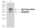 Bif1 Antibody in Immunoprecipitation (IP)