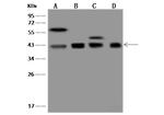 Bif1 Antibody in Western Blot (WB)