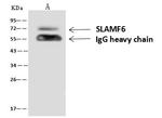 Ly-108 Antibody in Immunoprecipitation (IP)