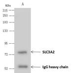 CD98 Antibody in Immunoprecipitation (IP)