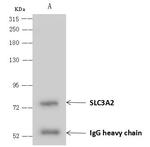 CD98 Antibody in Immunoprecipitation (IP)