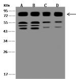 CD98 Antibody in Western Blot (WB)