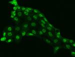 SMAD4 Antibody in Immunocytochemistry (ICC/IF)