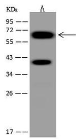 SMAD4 Antibody in Western Blot (WB)