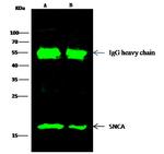 alpha Synuclein Antibody in Immunoprecipitation (IP)