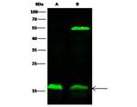 alpha Synuclein Antibody in Western Blot (WB)