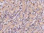 SSB Antibody in Immunohistochemistry (Paraffin) (IHC (P))