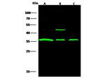 STUB1 Antibody in Western Blot (WB)