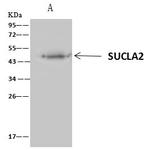 SUCLA2 Antibody in Immunoprecipitation (IP)