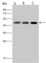 SUCLA2 Antibody in Western Blot (WB)