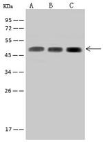 SUCLA2 Antibody in Western Blot (WB)