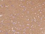 SYNGR1 Antibody in Immunohistochemistry (Paraffin) (IHC (P))