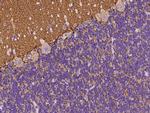 SYNGR1 Antibody in Immunohistochemistry (Paraffin) (IHC (P))