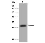 SYNGR1 Antibody in Western Blot (WB)