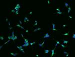 Synaptotagmin 4 Antibody in Immunocytochemistry (ICC/IF)