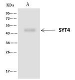 Synaptotagmin 4 Antibody in Immunoprecipitation (IP)