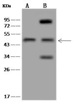 Synaptotagmin 4 Antibody in Western Blot (WB)