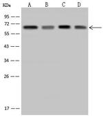 TAB1 Antibody in Western Blot (WB)