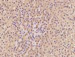 TBCE Antibody in Immunohistochemistry (Paraffin) (IHC (P))