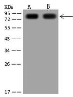 TGM2 Antibody in Western Blot (WB)